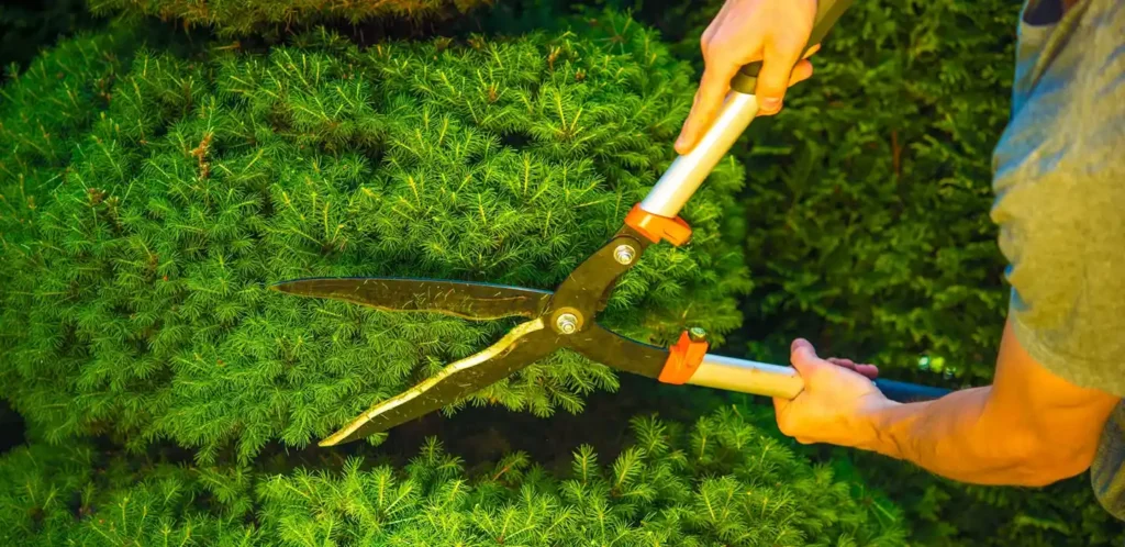 Professional Landscaping Services Cornubia
